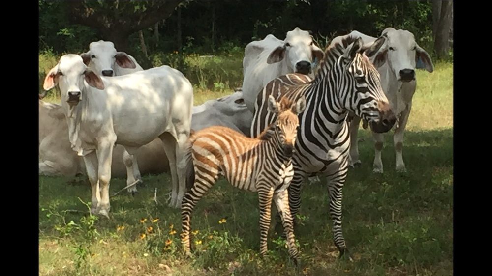 ZEBRAS FOR SALE Updated September 2024 5411 E Hwy 159, Fayetteville