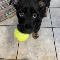 Homeward Bound Dog Rescue - Finn and one of his favorite toys!!! 3