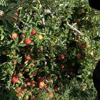 Keith's Farm - an apple tree full of apples - Farmers Market Near Me - Acushnet, Massachusetts