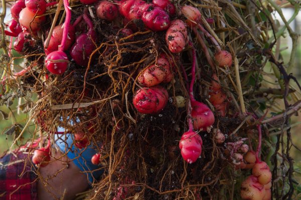 The Chef's Garden by null