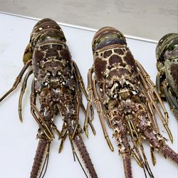 Schneider's Seafood + Meats - Spiny lobster