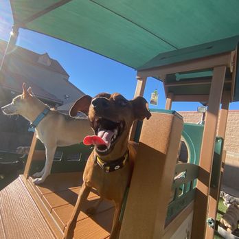 Tails Pet Resort - Living best life - Pet Boarding Near Me - Las Vegas, Nevada