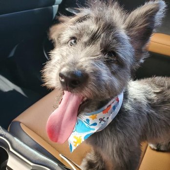 Fluffy Puppy - First cut - Pet Groomers Near Me - Pasadena, California Fluffy Puppy - First cut - Pet Groomers Near Me - Pasadena, California
