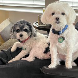 Pretty Paws Grooming Salon - Webster & Echo
