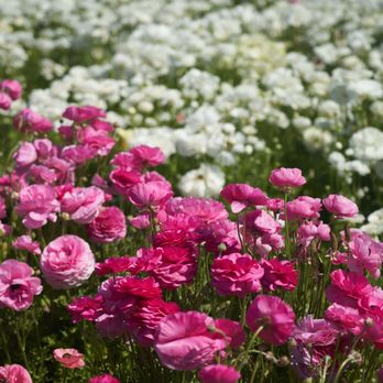 The Flower Fields - Venues & Event Spaces Near Me - Carlsbad, California The Flower Fields - Venues & Event Spaces Near Me - Carlsbad, California