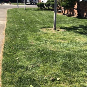 Aeration & Dethatching By Dreamscapes - Post dethatching and aeration, 4 weeks! - Lawn Services Near Me
