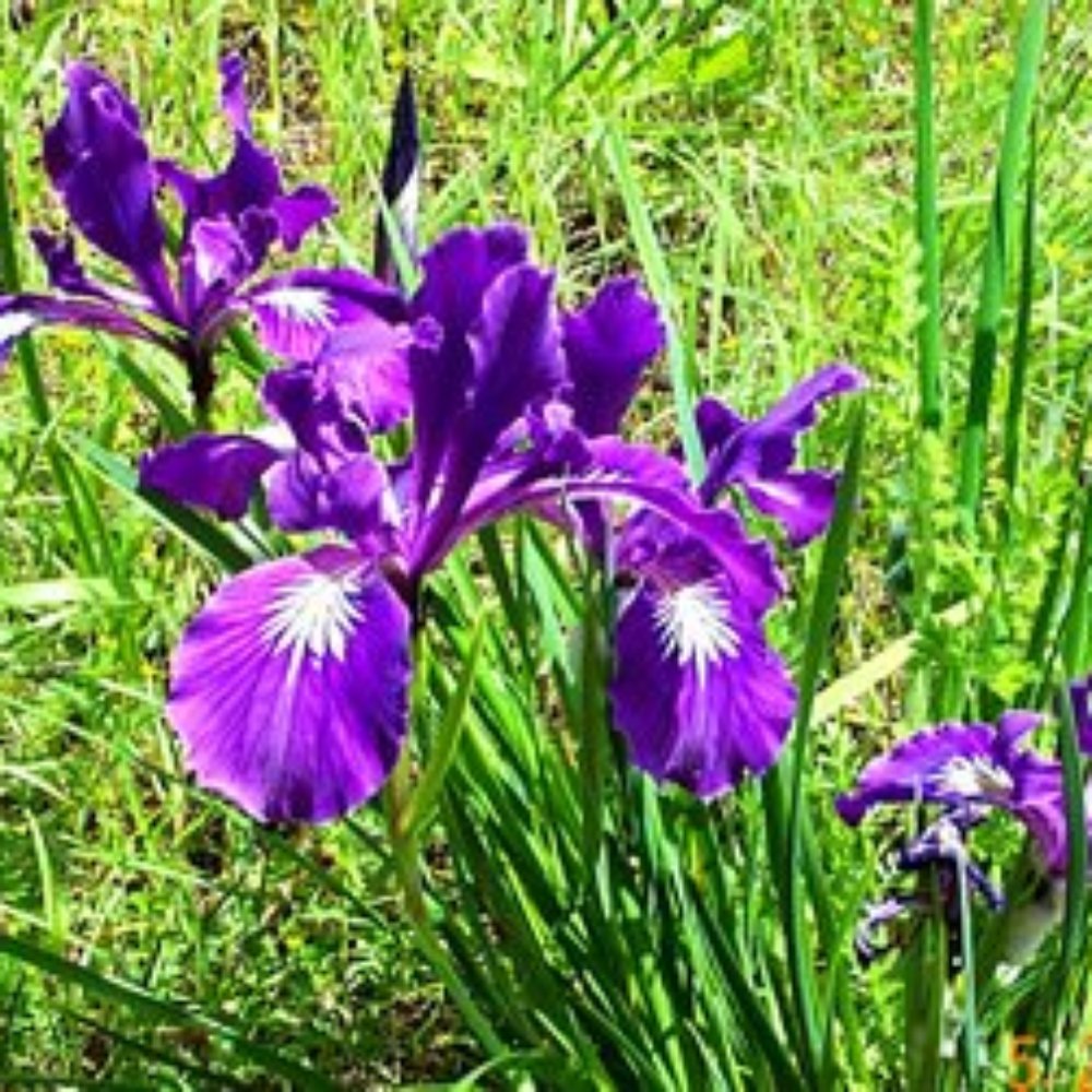 Mount Pisgah Arboretum - Venues & Event Spaces Near Me - Eugene, Oregon Mount Pisgah Arboretum - Venues & Event Spaces Near Me - Eugene, Oregon