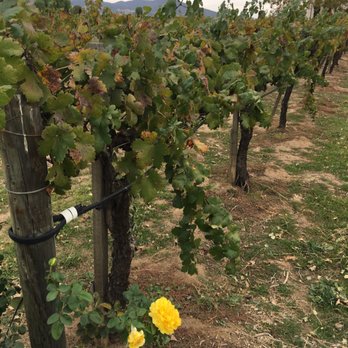 Ponte Winery - Wineries Near Me - Temecula, California Ponte Winery - Wineries Near Me - Temecula, California