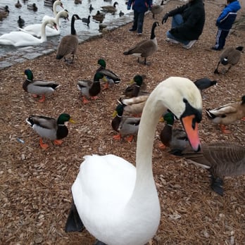 Prospect Park Lake - This duck was trying to eat my headphones. - Parks Near Me Prospect Park Lake - This duck was trying to eat my headphones. - Parks Near Me