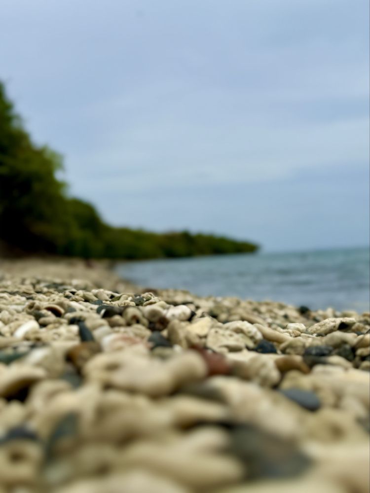 Tamarindo Beach Logo