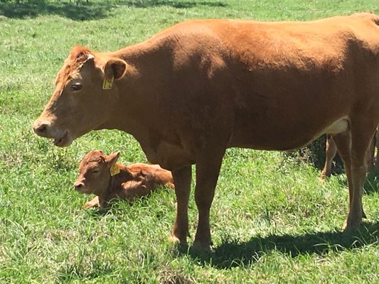 HeartBrand Beef by null