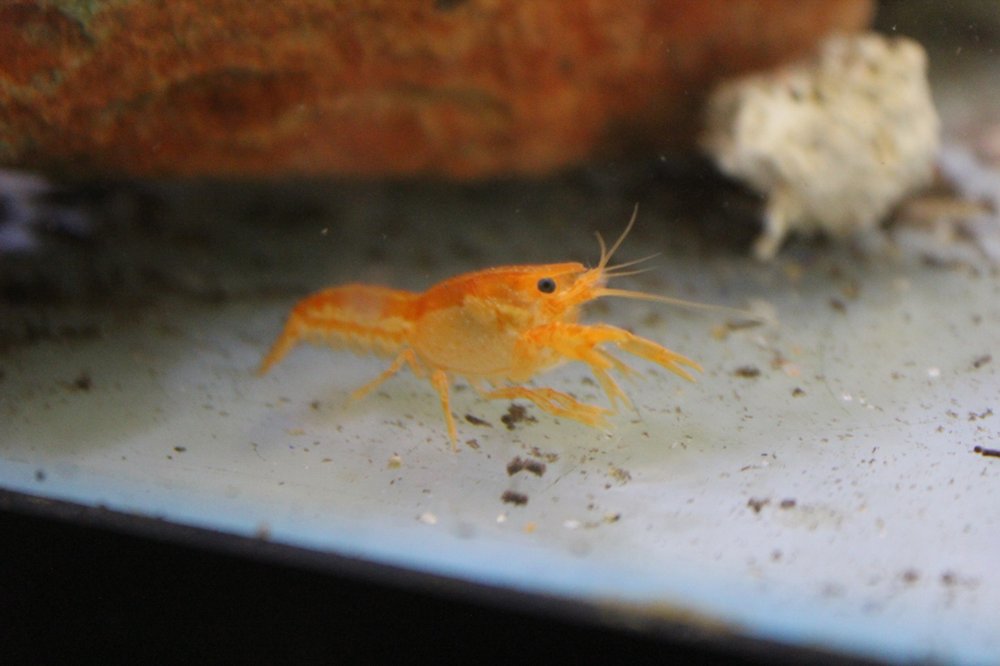 TEXAS AQUATICS 21 Photos & 23 Reviews 5064 Davis Blvd, North