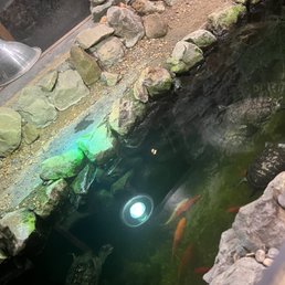 Turtles Turtles