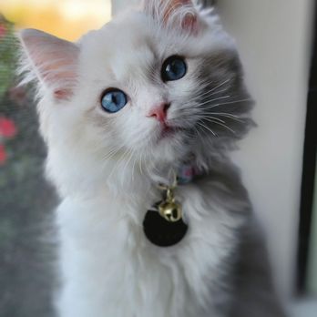 AdorableDolls Ragdolls - Pet Breeders Near Me AdorableDolls Ragdolls - Pet Breeders Near Me