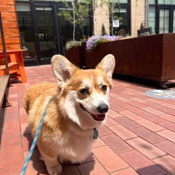 Savageau Coffee And Ice Cream - Dog friendly patio - Coffee & Tea Near Me - Denver, Colorado
