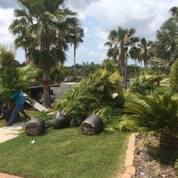 Progressive Lawn & Landscaping - 80 Areca Palms and Progressive Lawn crew