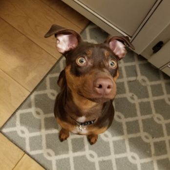 Livermore Dog Duty - Dog Walkers Near Me Livermore Dog Duty - Dog Walkers Near Me