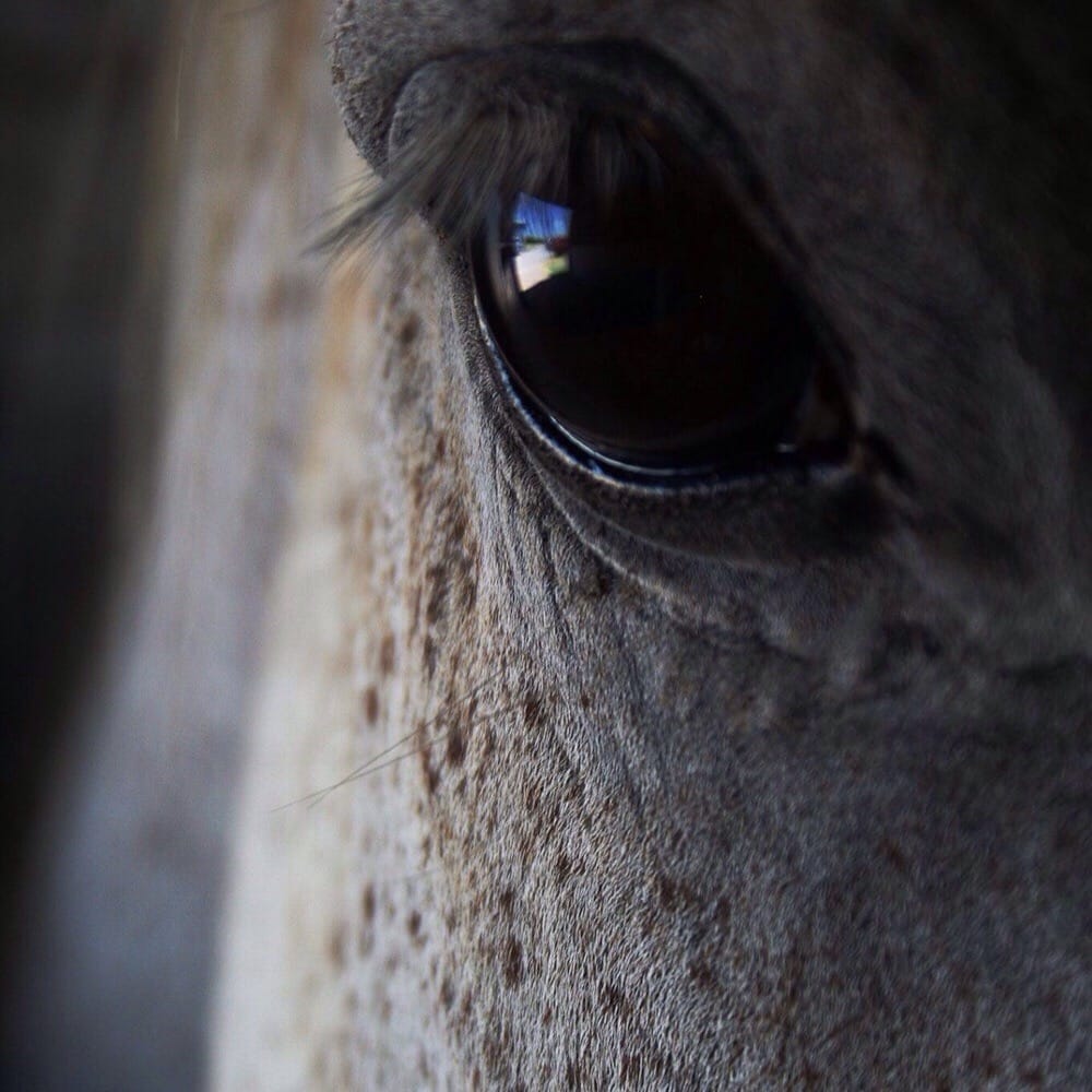 Nettlestone Ranch - equestrian in Manor, TX