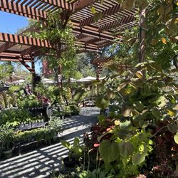 Wildflower Nursery Garden and Gift Shoppe - Great place