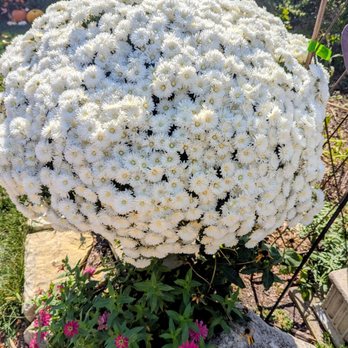 The Growing Place Garden Center - Mums galore! - Nurseries & Gardening Near Me - Aurora, Illinois The Growing Place Garden Center - Mums galore! - Nurseries & Gardening Near Me - Aurora, Illinois