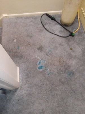 Carpet Cleaning - Hard work here, but worth the results! Carpet Cleaning - Hard work here, but worth the results!