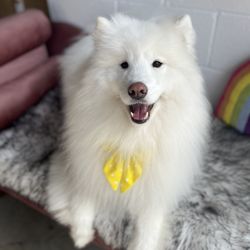 Ruff to Fluff Bar - Looking fresh!!