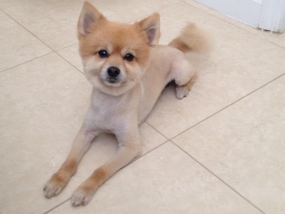 PRECIOUS GROOMING Updated September 2024 Homestead, Florida Pet