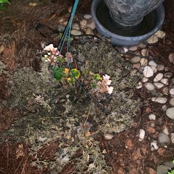 Wilson's Nursery & Garden Center - Dead plants