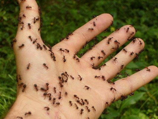 Pest Control: Ants, Roaches, Spiders - At RAYMAX Pest Control, we address ant infestations that can damage homes by invading food supplies and compromising structural integrity, especially with carpenter ants. Cockroaches, with their health risks and potential to damage property, require swift action to prevent contamination and structural issues. Spiders, though often beneficial, can be a nuisance and pose risks if venomous species are involved. We provide professional pest control to ensure a safe, clean, and comfortable living environment. Pest Control: Ants, Roaches, Spiders - At RAYMAX Pest Control, we address ant infestations that can damage homes by invading food supplies and compromising structural integrity, especially with carpenter ants. Cockroaches, with their health risks and potential to damage property, require swift action to prevent contamination and structural issues. Spiders, though often beneficial, can be a nuisance and pose risks if venomous species are involved. We provide professional pest control to ensure a safe, clean, and comfortable living environment.