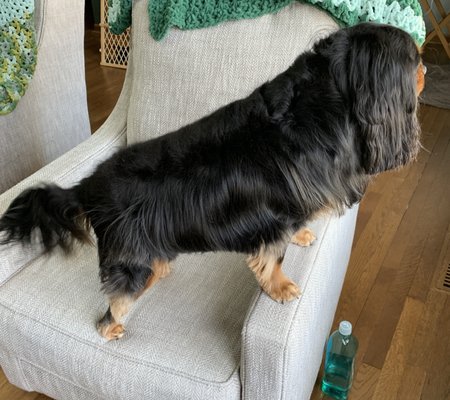 We're Nuts About Mutts