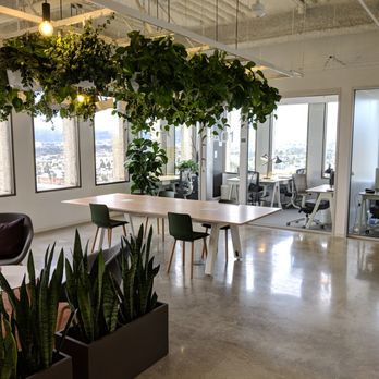 Area Indoor Plants - Plant installation for coworking space. - Landscape Architects or Designers Near Me Area Indoor Plants - Plant installation for coworking space. - Landscape Architects or Designers Near Me