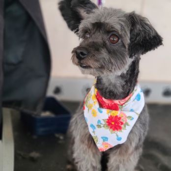 April's Dog Grooming - Finished - Pet Groomers Near Me