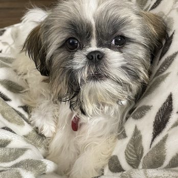 Spokane Dog Grooming - Pet Groomers Near Me - Spokane, Washington Spokane Dog Grooming - Pet Groomers Near Me - Spokane, Washington