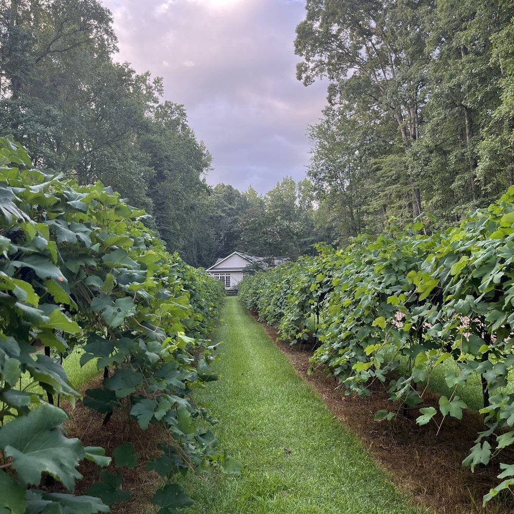 Trillium Vineyard - Wine Tours Near Me - Bremen, Georgia Trillium Vineyard - Wine Tours Near Me - Bremen, Georgia