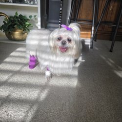 Murphy Veterinary Hospital - They Saved her Leg & Her Life.