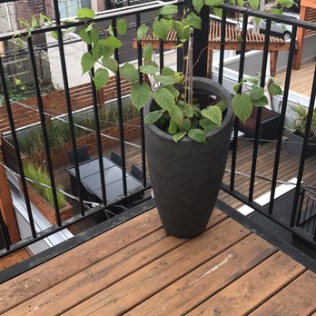 Sprout Home - C&B planter with Arctic Kiwi vine from Sprout Home - Nurseries & Gardening Near Me - Chicago, Illinois Sprout Home - C&B planter with Arctic Kiwi vine from Sprout Home - Nurseries & Gardening Near Me - Chicago, Illinois