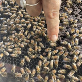 Big Island Bees - Pointing out Queen bee - Honey Near Me - Captain Cook, Hawaii Big Island Bees - Pointing out Queen bee - Honey Near Me - Captain Cook, Hawaii