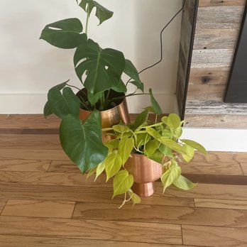 Blvd Nursery - Neon philodendron $20. - Nurseries & Gardening Near Me - Pasadena, California