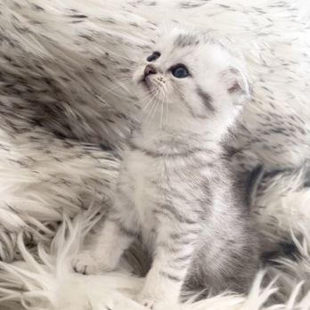 Pets Dynasty - Past Kitten of Pets_Dynasty - Pet Breeders Near Me