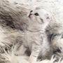 Photo of Pets Dynasty