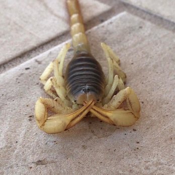 Bugeyes Pest Control - Another one bites the dust! - Pest Control Near Me