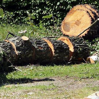 Tree Tx Services - Tree Services Near Me Tree Tx Services - Tree Services Near Me