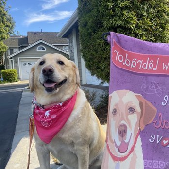 Healthy Spot - Long Beach - Pet Sitting Near Me - Long Beach, California