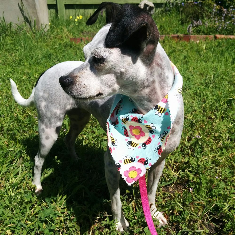 Pawsitive Karma - Millie after her Bath Spa Treatment! - Pet Stores Near Me - Castro Valley, California
