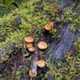Photo of Gifford Pinchot National Forest