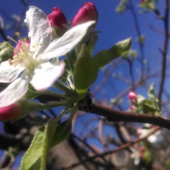 Indigeny Reserve - Blossom, duh... - Cideries Near Me - Sonora, California Indigeny Reserve - Blossom, duh... - Cideries Near Me - Sonora, California