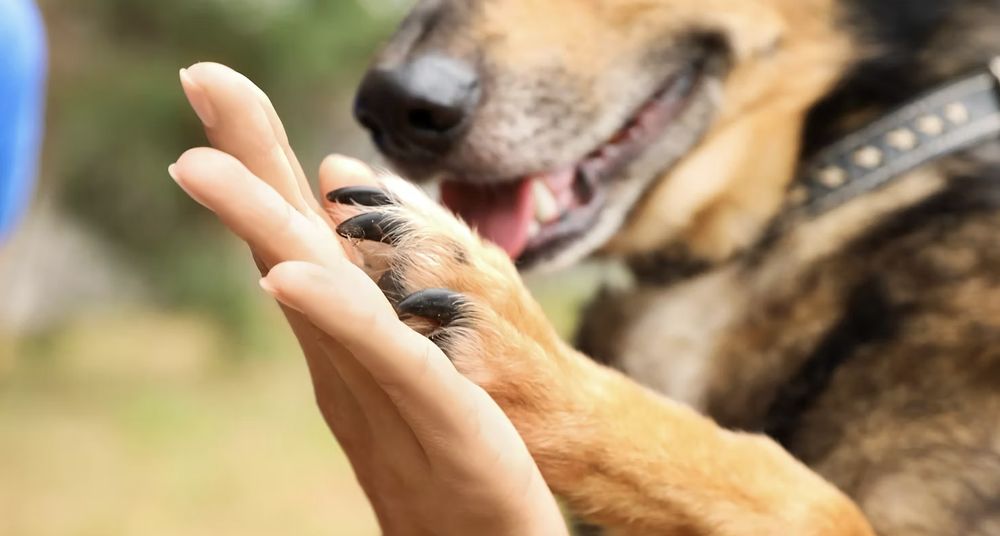 Denali K-9 - pet boarding facility in San Antonio, TX
