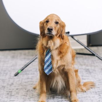 Milliner Talent Solutions - Ozzy, Chief Office Dog! - Employment Agencies Near Me - Indianapolis, Indiana