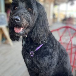 Burro Street Bakery - They love dogs and have treats for your fur babies