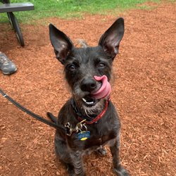 Cherry Hill Ice Cream - Licking his chops after doggy ice cream!